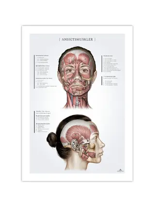 Muscoli facciali nelle donne, poster anatomico 50x70mm