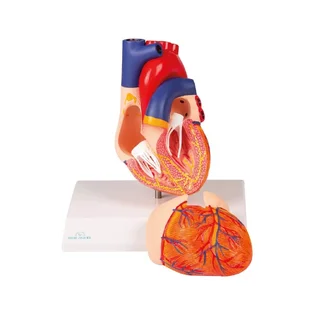 Modello di cuore, 2 parti, con sistema di cablaggio