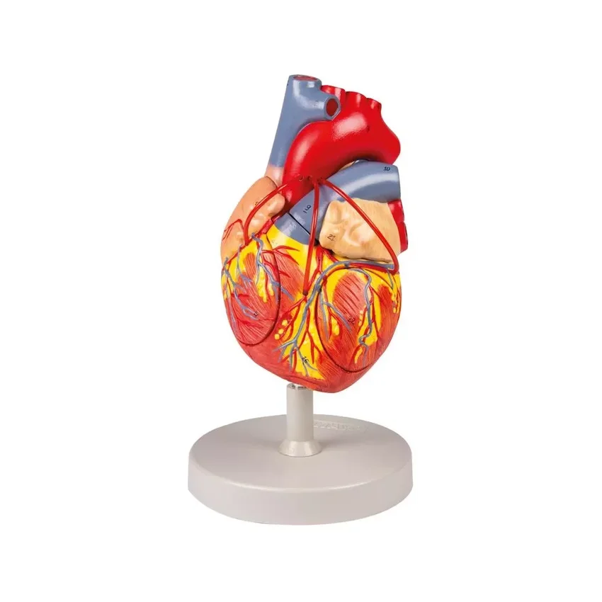 Cuore con bypass, 2x dimensioni naturali, 4 parti