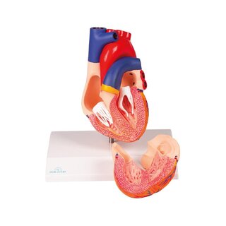 Modello di cuore, a grandezza naturale, 2 parti