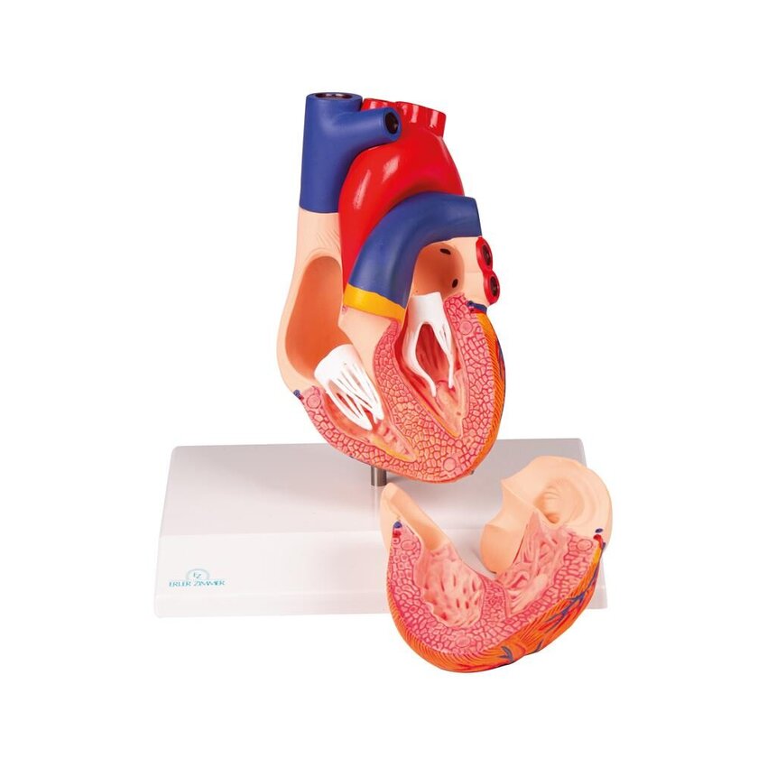 Modello di cuore, a grandezza naturale, 2 parti