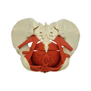 Modello di bacino femminile con pavimento pelvico