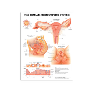 Poster dei genitali femminili