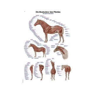 Poster muscolatura del cavallo 70x100 cm