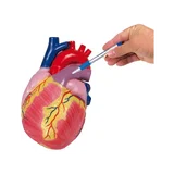 Modello di cuore gigante, 3 volte la grandezza naturale, 2 parti