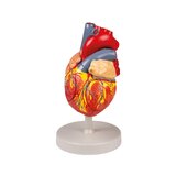 Cuore umano, 2 volte la dimensione naturale, 4 parti