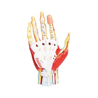 Modello di mano in 7 parti