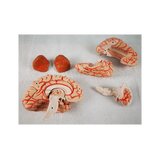 Cervello in 8 parti con arterie nella testa divisa