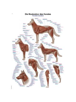 Poster 50x70cm con la muscolatura del cane