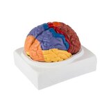 Modello educativo del cervello colorato in due parti