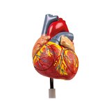 Cuore umano, 2 volte la dimensione naturale, 4 parti