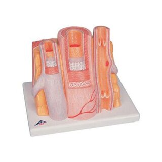 Microanatomia - arteria e vena