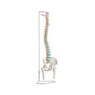 Colonna vertebrale flessibile con teste femorali