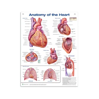 Poster Anatomia del cuore in pellicola di plastica PET lucida (inglese) (Anatomia del cuore)
