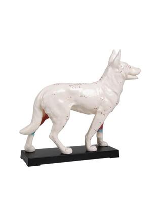 Modello di cane per agopuntura