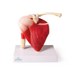 Modello di spalla con muscoli e legamenti