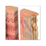 Microanatomia degli occhi