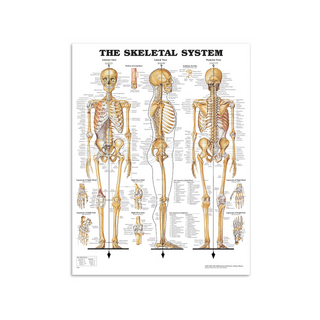 Poster anatomico - Poster scheletro in pellicola di plastica PET lucida