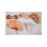 Cervello in 8 parti con arterie nella testa divisa