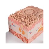 Microanatomia - lingua