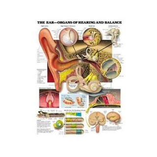 Anatomia dell'orecchio, udito e funzione dell'equilibrio poster laminato inglese