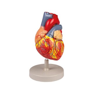 Cuore umano, 2 volte la dimensione naturale, 4 parti
