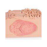 Microanatomia - lingua