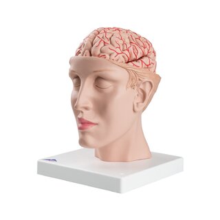 Cervello in 8 parti con arterie nella testa divisa