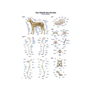 Scheletro di cane – Poster anatomico 70x100 cm