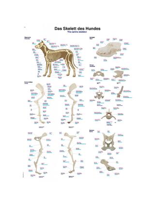 Poster scheletro di cane 50x70cm