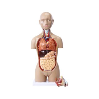 Mini torso con 15 parti e genitali intercambiabili