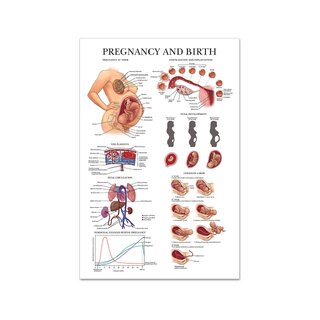 Poster gravidanza e parto in pellicola di plastica PET lucida