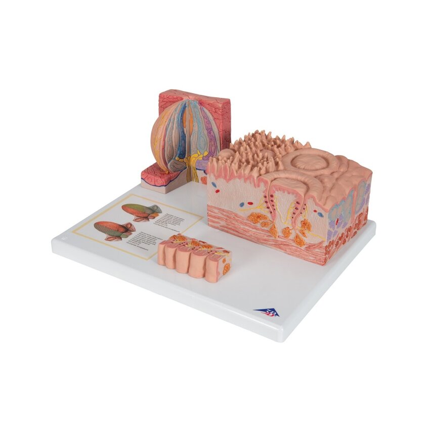 Microanatomia - lingua