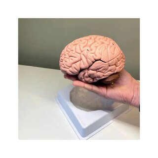 Modello del cervello in 8 parti su supporto