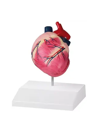 Cuore di cane, dimensioni naturali