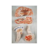 Cervello in 8 parti con arterie nella testa divisa