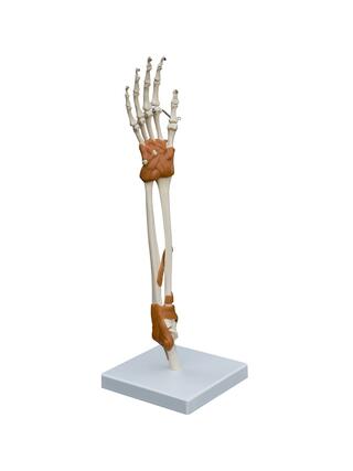 Modello anatomico - Articolazione della mano e del gomito