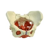 Modello di bacino femminile con pavimento pelvico