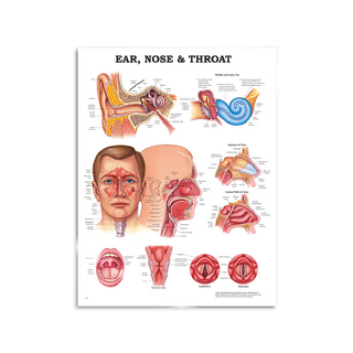 Otorinolaringoiatria - poster 51x66 cm