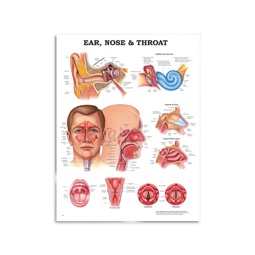 Otorinolaringoiatria - poster 51x66 cm