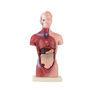 Mini torso 15 parti