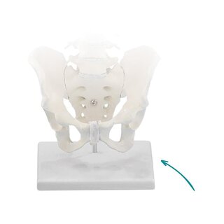 Supporto per la colonna vertebrale