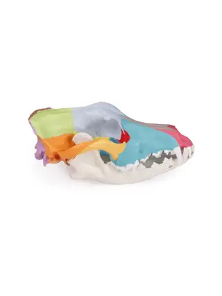 Modello di cranio di cane con ossa craniche colorate