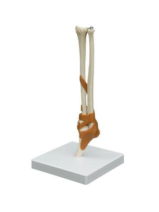 Modello anatomico - Articolazione del gomito