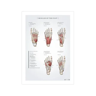 Poster di anatomia dei muscoli del piede 50x70mm
