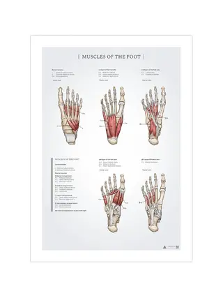 Poster di anatomia dei muscoli del piede 50x70mm