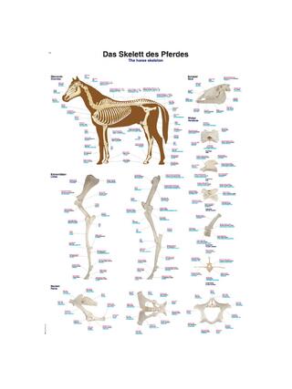 Poster scheletro di cavallo 50x70 cm