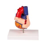 Modello di cuore, a grandezza naturale, 2 parti