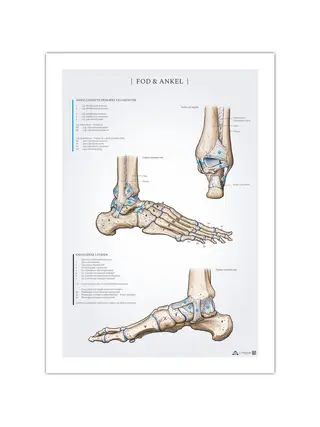 Poster di anatomia del piede e della caviglia 50x70mm