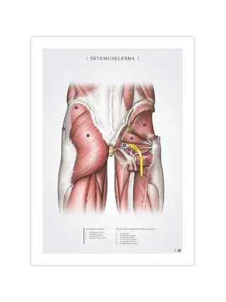 Il palo dei glutei 50x70mm